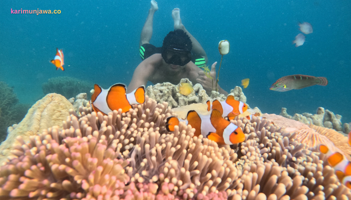 Paket Tour Laut 1 Hari | Full Day Snorkling Tour